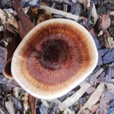 Coltricia sp. at Mogo State Forest - 21 Apr 2024 by Teresa