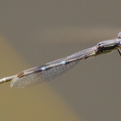 Austrolestes sp. (genus) (Ringtail damselfy) at Tharwa, ACT - 25 Feb 2024 by KorinneM