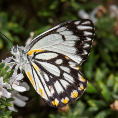 Belenois java (Caper White) at Bundaberg North, QLD - 25 Sep 2020 by Petesteamer