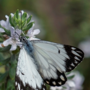 Belenois java at Bundaberg North, QLD - 25 Sep 2020