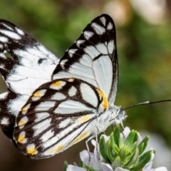 Belenois java at Bundaberg North, QLD - 25 Sep 2020 10:54 AM