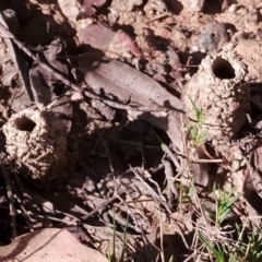 Unidentified Ant (Hymenoptera, Formicidae) at Mogo State Forest - 21 Apr 2024 by Teresa