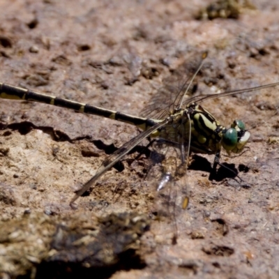 Austrogomphus guerini (Yellow-striped Hunter) at Tharwa, ACT - 25 Feb 2024 by KorinneM