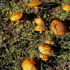 Suillus granulatus at Bodalla, NSW - 21 Apr 2024 03:04 PM