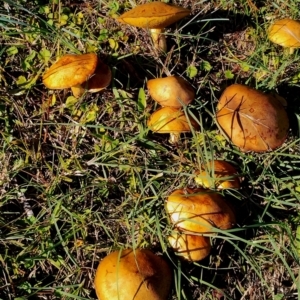 Suillus granulatus at Bodalla, NSW - 21 Apr 2024