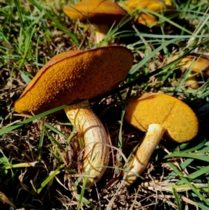 Suillus granulatus at Bodalla, NSW - 21 Apr 2024