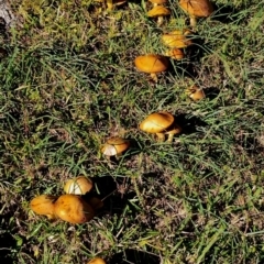 Suillus granulatus at Bodalla, NSW - 21 Apr 2024