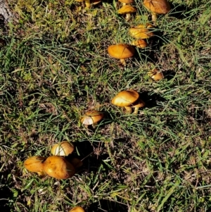 Suillus granulatus at Bodalla, NSW - 21 Apr 2024 03:04 PM