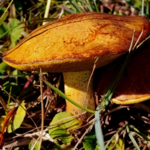 Suillus granulatus at Bodalla, NSW - 21 Apr 2024 03:04 PM