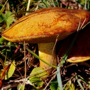 Suillus granulatus at Bodalla, NSW - 21 Apr 2024