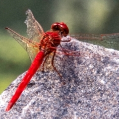 Unidentified Dragonfly (Anisoptera) at Bundaberg North, QLD - 6 Sep 2020 by Petesteamer