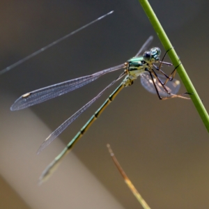 Synlestes weyersii at Tharwa, ACT - 25 Feb 2024