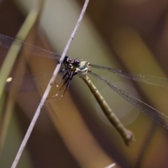 Synlestes weyersii at Tharwa, ACT - 25 Feb 2024 12:28 PM