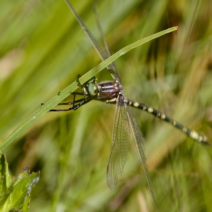 Synthemis eustalacta at Tharwa, ACT - 25 Feb 2024 12:30 PM