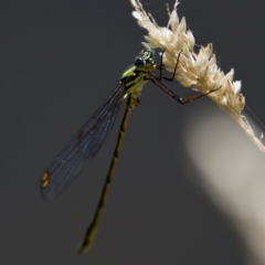 Synlestes weyersii (Bronze Needle) at Tharwa, ACT - 25 Feb 2024 by KorinneM