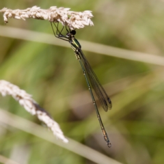 Synlestes weyersii (Bronze Needle) at Tharwa, ACT - 25 Feb 2024 by KorinneM