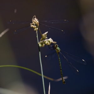 Synlestes weyersii at Tharwa, ACT - 25 Feb 2024