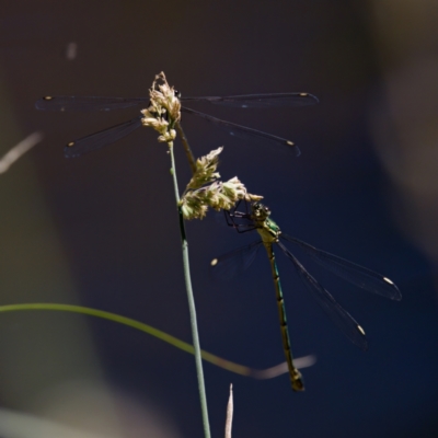 Synlestes weyersii (Bronze Needle) at Tharwa, ACT - 25 Feb 2024 by KorinneM