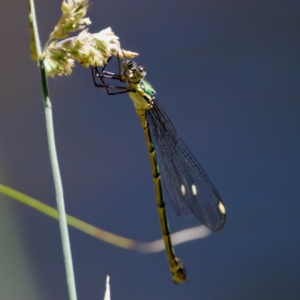 Synlestes weyersii at Tharwa, ACT - 25 Feb 2024