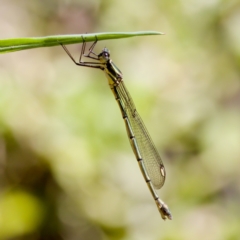 Synlestes weyersii (Bronze Needle) at Tharwa, ACT - 25 Feb 2024 by KorinneM