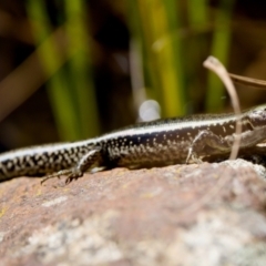 Eulamprus tympanum (Southern Water Skink) at Tharwa, ACT - 25 Feb 2024 by KorinneM