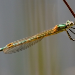 Austrolestes cingulatus at Tharwa, ACT - 25 Feb 2024