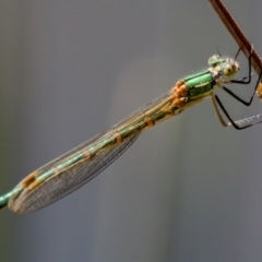 Austrolestes cingulatus at Tharwa, ACT - 25 Feb 2024