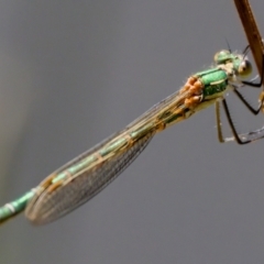 Austrolestes cingulatus at Tharwa, ACT - 25 Feb 2024