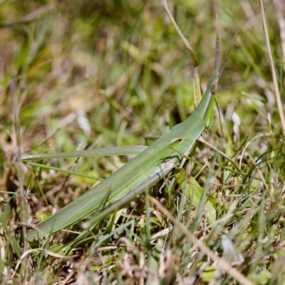 Acrida conica (Giant green slantface) at Tharwa, ACT - 25 Feb 2024 by KorinneM