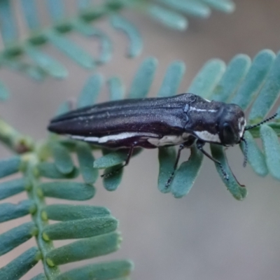 Agrilus hypoleucus (Hypoleucus jewel beetle) at Murrumbateman, NSW - 22 Apr 2024 by SimoneC