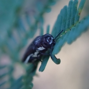 Agrilus hypoleucus at Murrumbateman, NSW - 22 Apr 2024