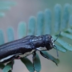 Agrilus hypoleucus at Murrumbateman, NSW - 22 Apr 2024