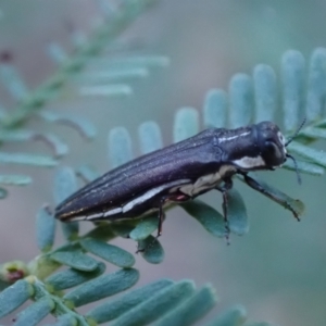 Agrilus hypoleucus at Murrumbateman, NSW - 22 Apr 2024