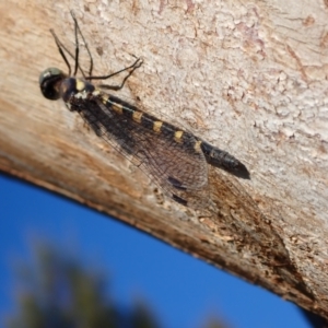 Cordulephya pygmaea at Murrumbateman, NSW - 22 Apr 2024