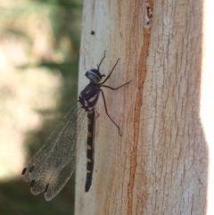 Cordulephya pygmaea at Murrumbateman, NSW - 22 Apr 2024