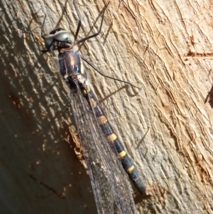 Cordulephya pygmaea at Murrumbateman, NSW - 22 Apr 2024 03:40 PM