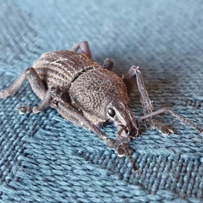 Psapharus mistothes (Weevil) at Yass River, NSW - 21 Apr 2024 by SenexRugosus