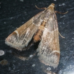 Pyralis farinalis (Meal Moth (Pyralinae) at Freshwater Creek, VIC - 19 Mar 2024 by WendyEM