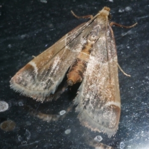 Pyralis farinalis at Freshwater Creek, VIC - 19 Mar 2024