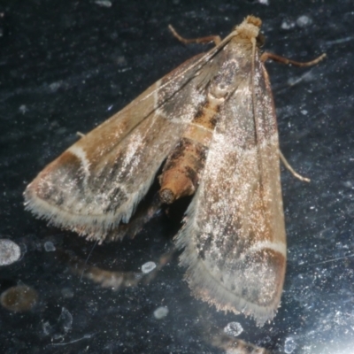 Pyralis farinalis (Meal Moth) at WendyM's farm at Freshwater Ck. - 19 Mar 2024 by WendyEM