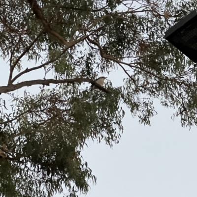 Unidentified Magpie or larger at Pialligo, ACT - 22 Apr 2024 by JimL