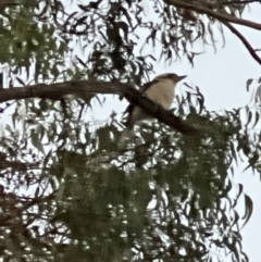 Dacelo novaeguineae at Pialligo, ACT - 22 Apr 2024 05:40 PM