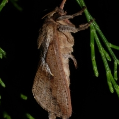 Elhamma australasiae (A Swift or Ghost moth (Hepialidae)) at Freshwater Creek, VIC - 17 Mar 2024 by WendyEM