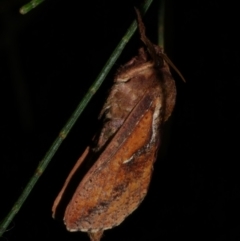 Elhamma australasiae (A Swift or Ghost moth (Hepialidae)) at WendyM's farm at Freshwater Ck. - 17 Mar 2024 by WendyEM