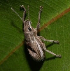 Naupactus leucoloma (White-fringed weevil) at Freshwater Creek, VIC - 16 Mar 2024 by WendyEM