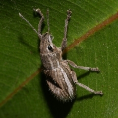 Naupactus leucoloma at WendyM's farm at Freshwater Ck. - 16 Mar 2024 by WendyEM