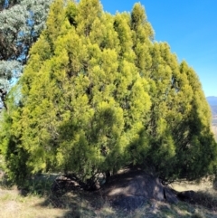 Exocarpos cupressiformis (Cherry Ballart) at Cooleman Ridge - 22 Apr 2024 by psheils