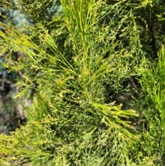 Exocarpos cupressiformis at Cooleman Ridge - 22 Apr 2024