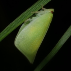 Siphanta sp. (genus) (Green planthopper, Torpedo bug) at WendyM's farm at Freshwater Ck. - 16 Mar 2024 by WendyEM