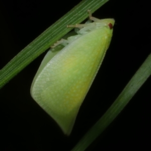 Siphanta sp. (genus) at Freshwater Creek, VIC - 16 Mar 2024